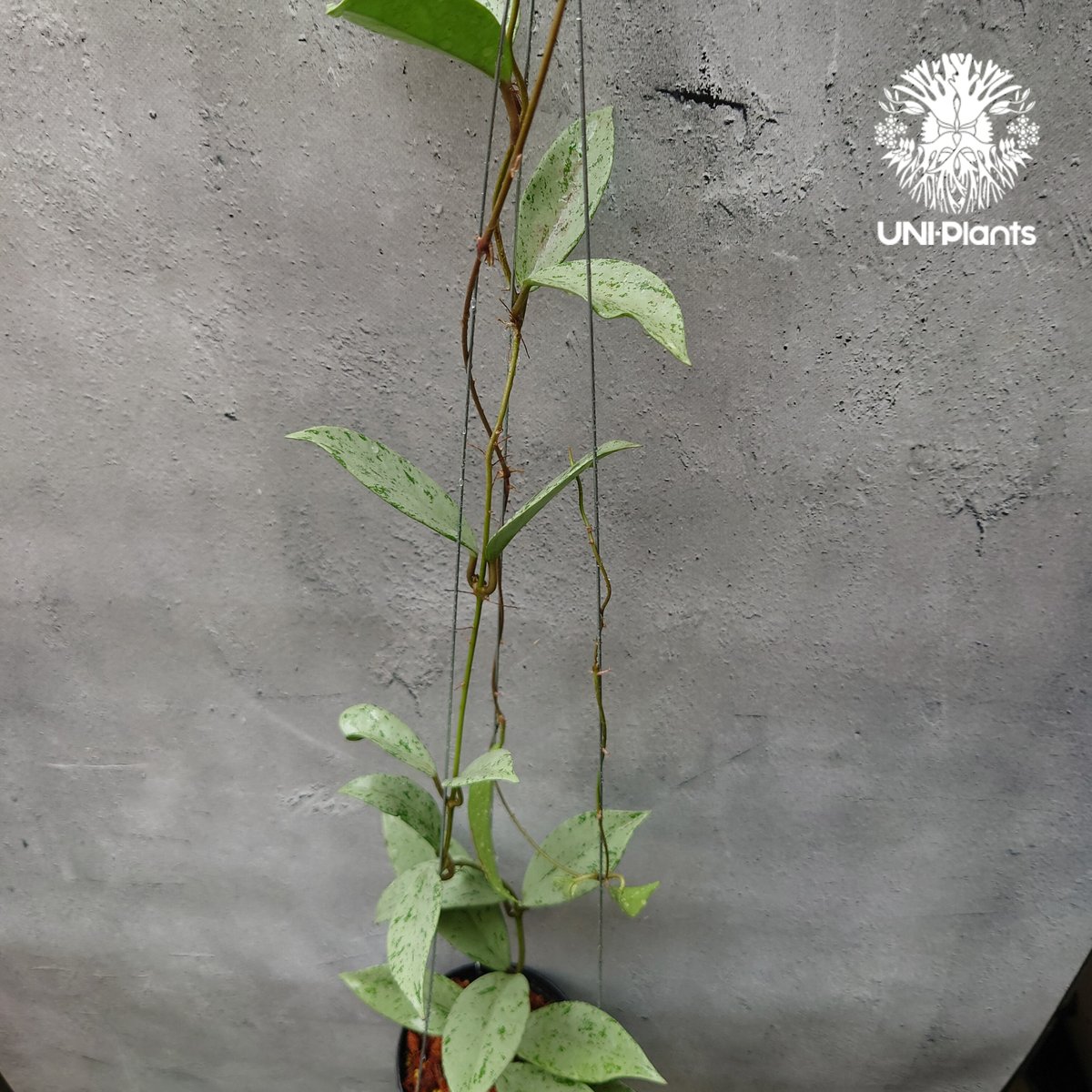 Hoya Pubicalyx silver ghost 希少 ホヤ プビカリクス シルバー