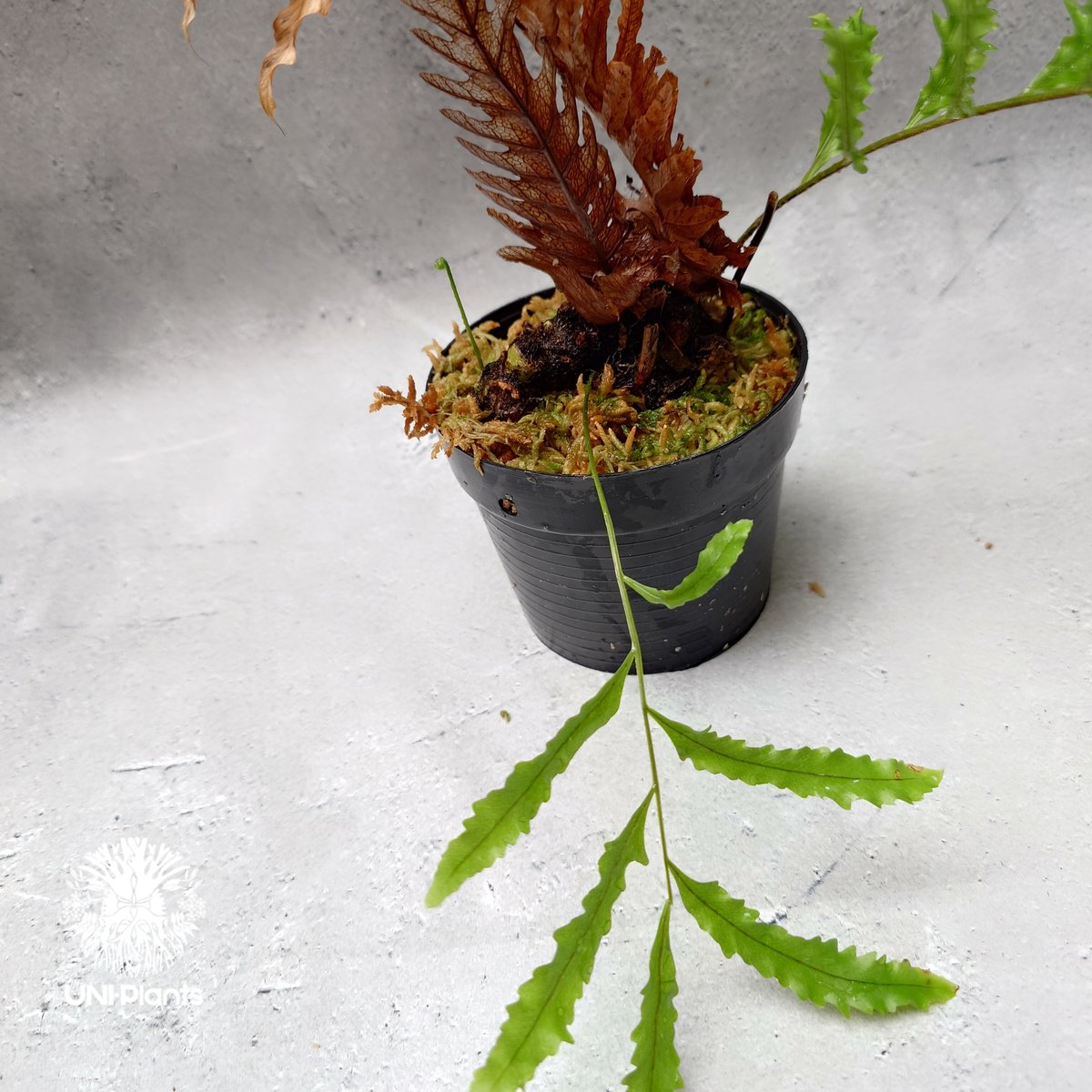 s*0様 Drynaria rigidula `whitei‘ 株分 s*0様 Drynaria rigidula `whitei' 株分