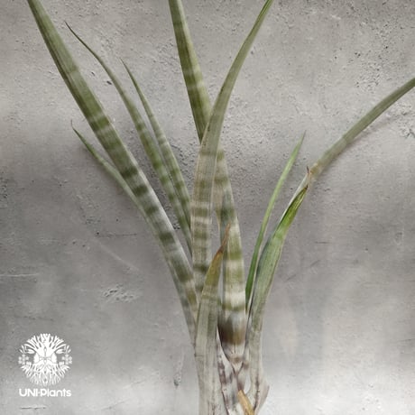 Tillandsia hildae チランジアヒルダエ Tillandsia インテリア植物 エアープランツ エアプランツ ティランジア