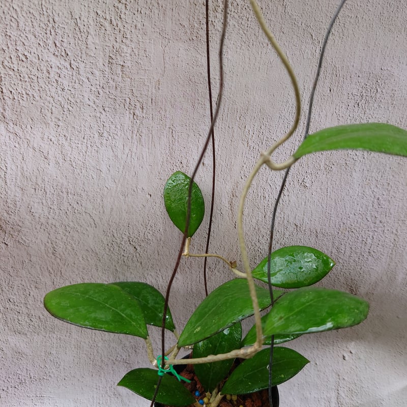 ホヤ cv.ナタリー Hoya cv. Nathalie ホヤ植物 植物 珍奇植物