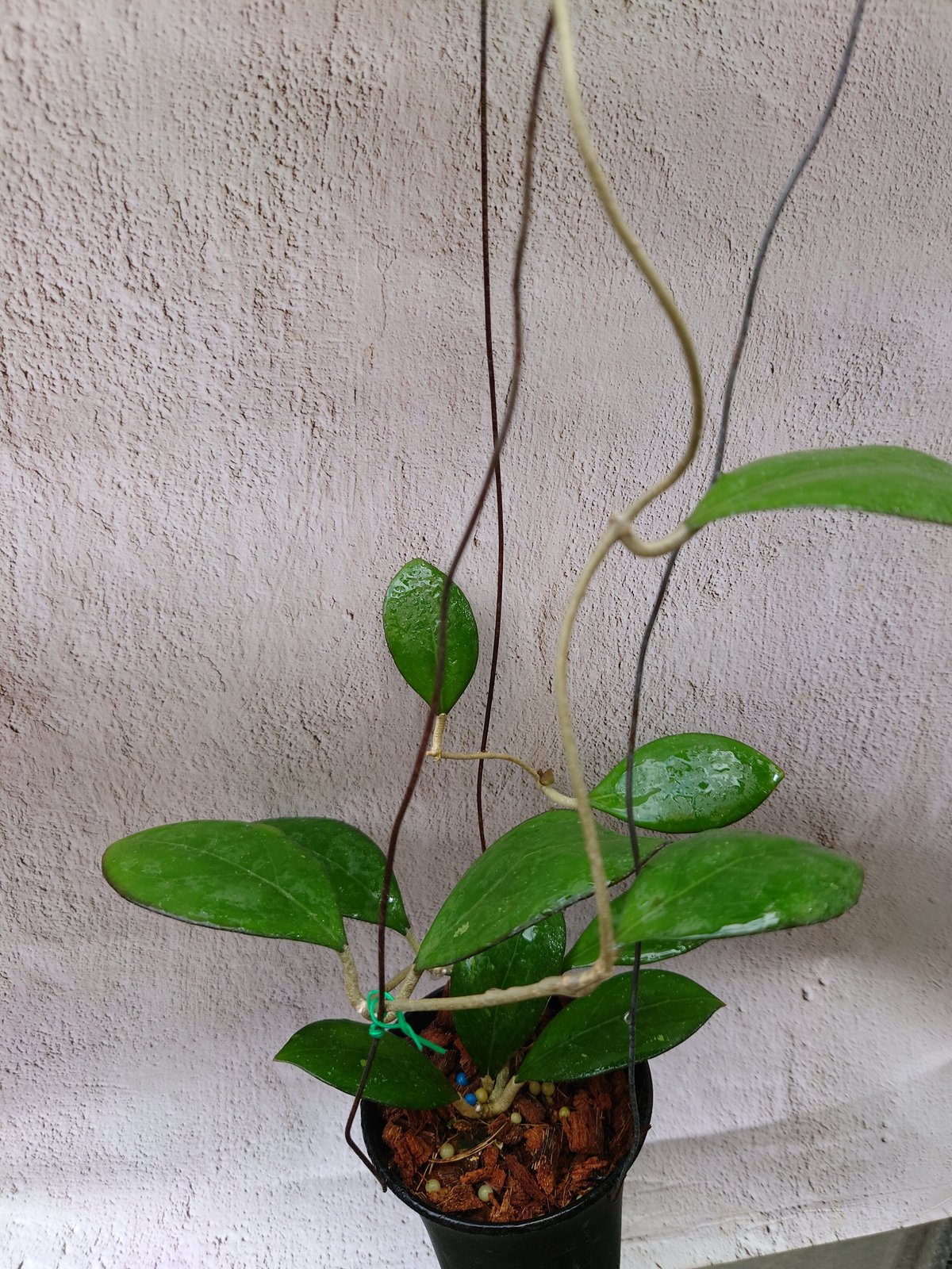 Natalia　ホヤ ホヤ cv.ナタリー Hoya cv. Nathalie ホヤ植物 植物 珍奇植物