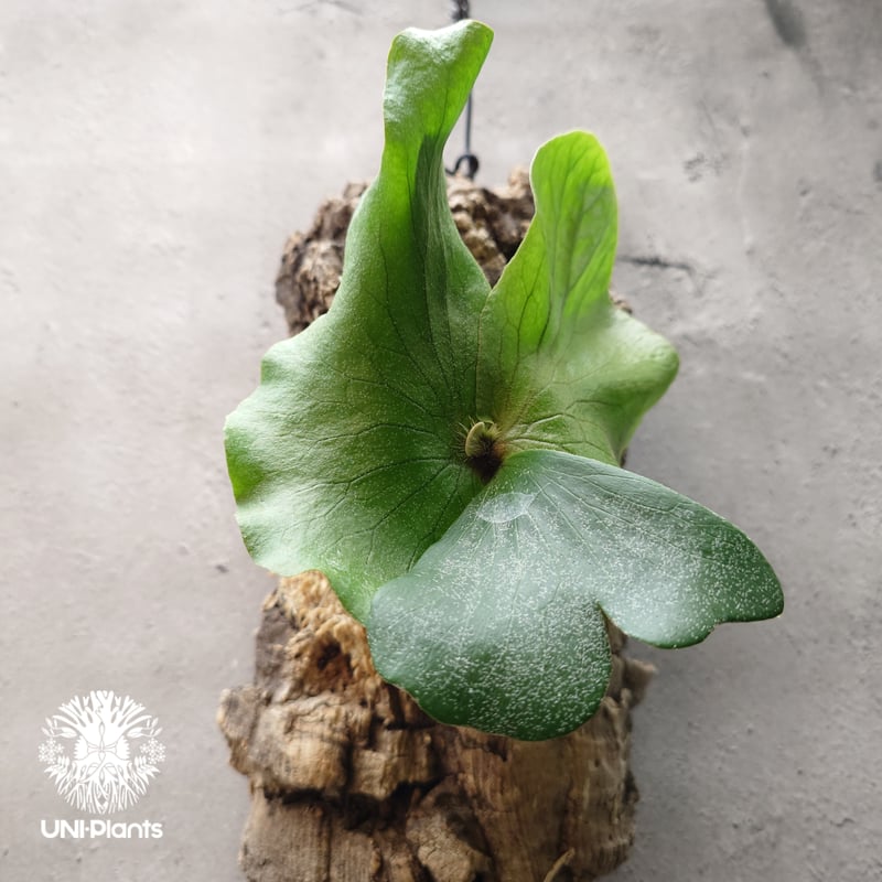 ビカクシダ ネプチューン Platycerium Neptune コウモリラン