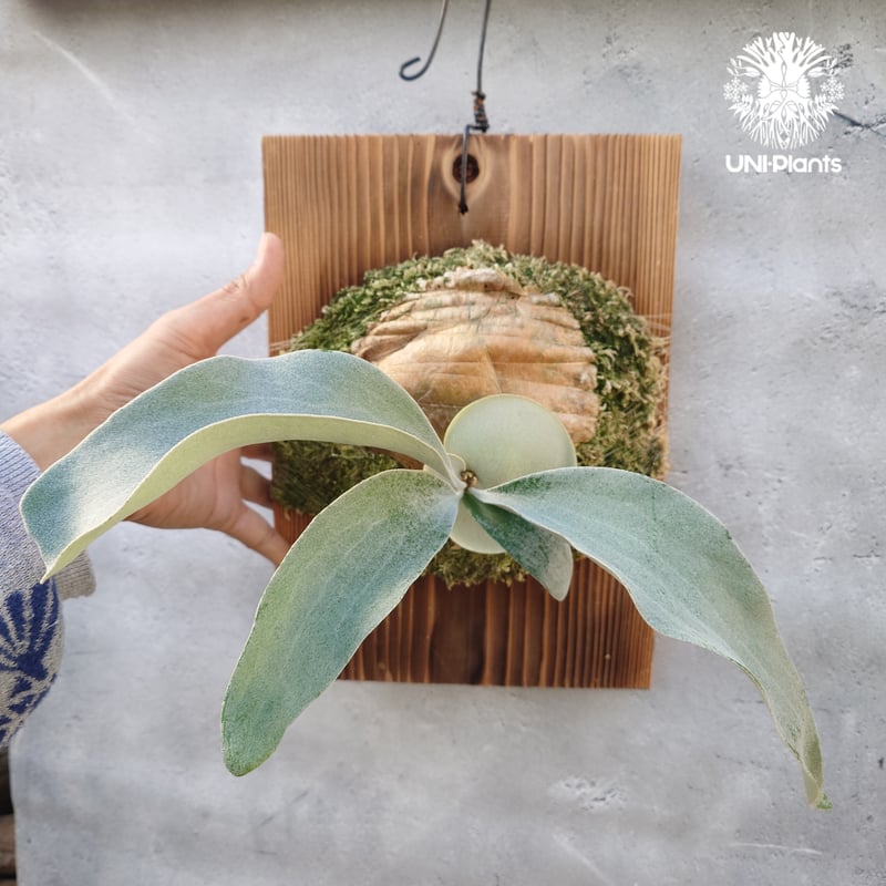 国内繁殖株・一点物】ビカクシダ OMO 'Polar Bear'｜希少株｜Platyceri