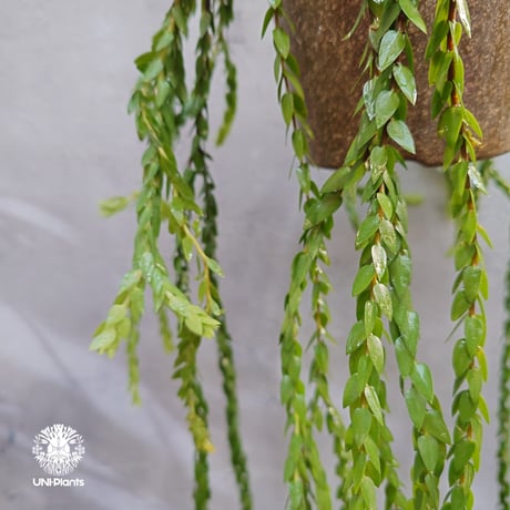 Huperzia spp. フペルジア  Phlegmariurus (フレグマリウルス) 観葉植物 珍奇植物 植物 着生植物 インテリア植物 珍しい シダ植物