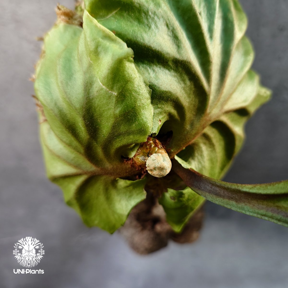 ビカクシダ リドレイ コルクチューブ着生 Platycerium Ridleyi