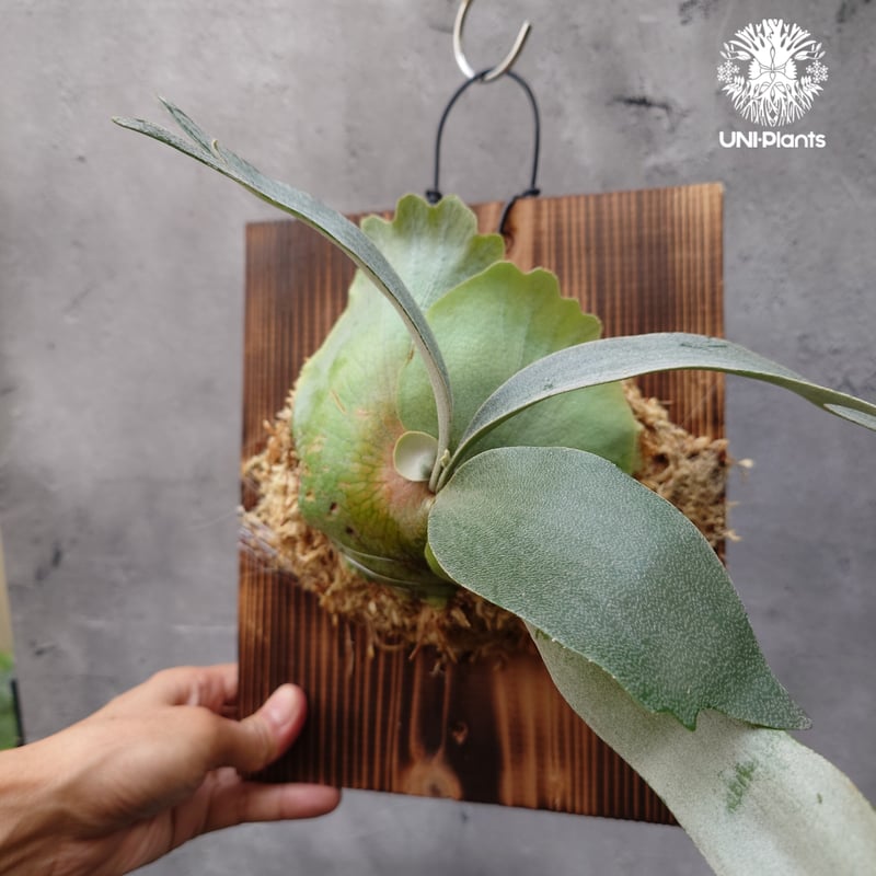 Platycerium Banna #A (pup) ビカクシダ バンナ #A (子株) ビカ