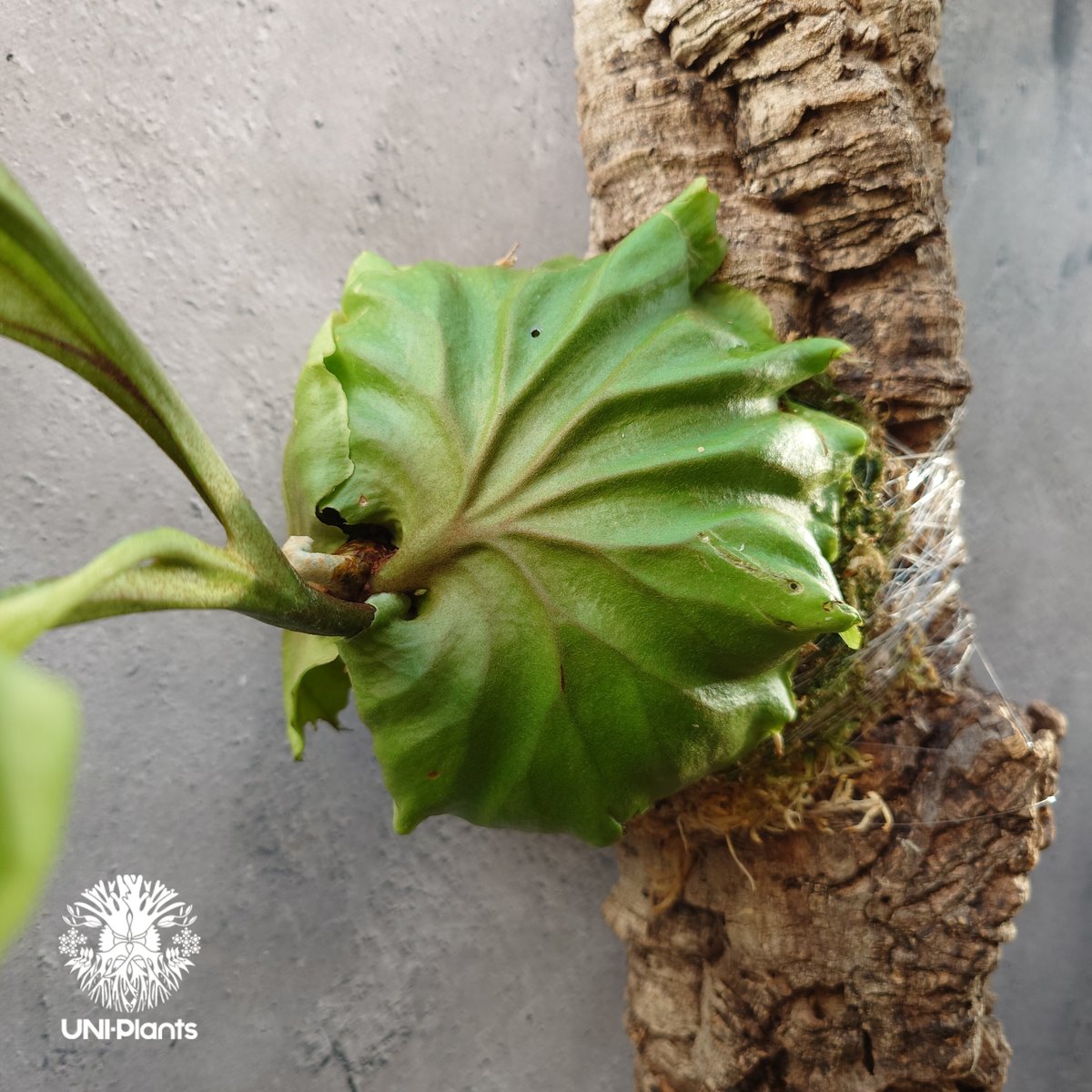 リドレイ　スポア　コルク付 ビカクシダ（コウモリラン）：リドレイドワーフシルバー（スポア