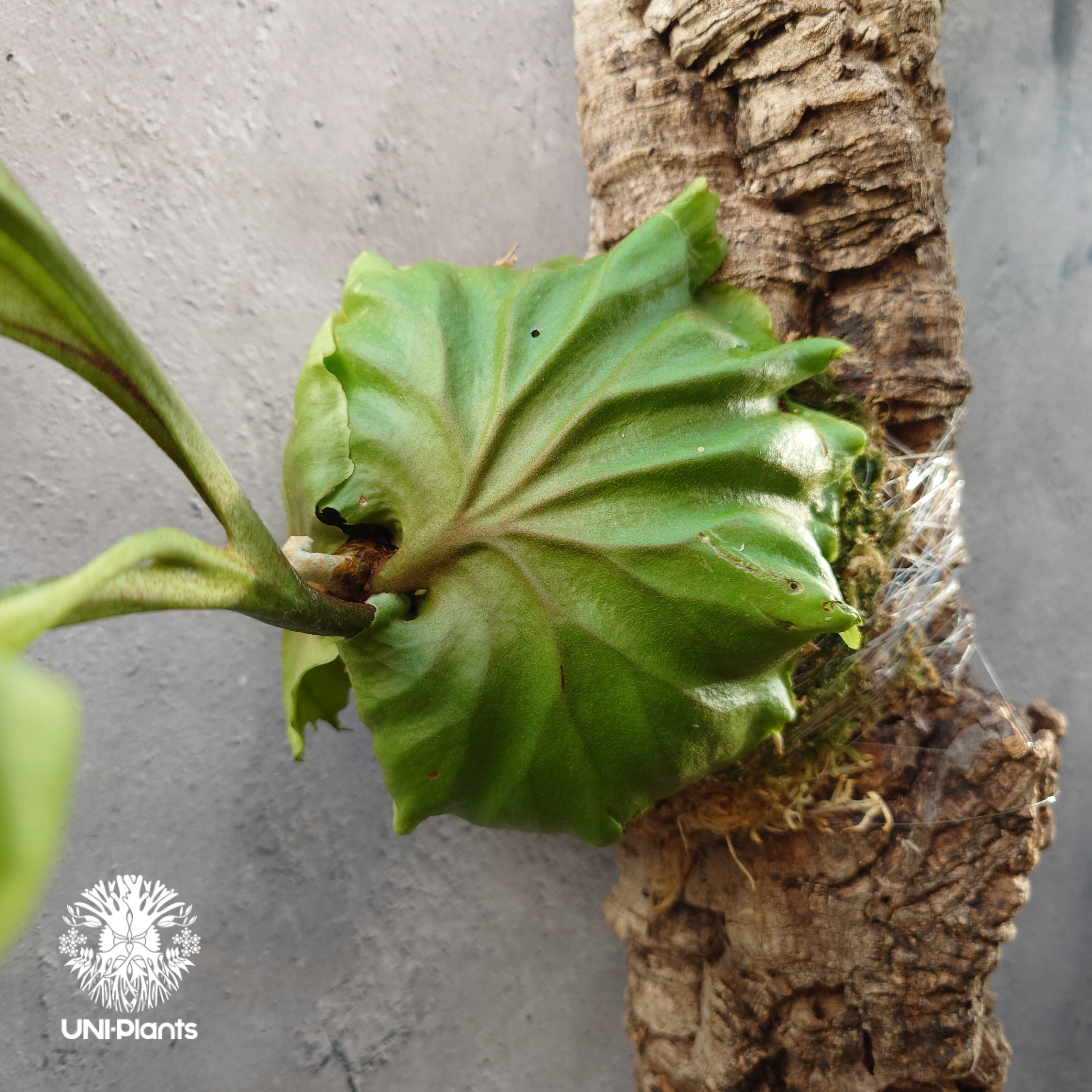 ビカクシダ リドレイ コルクチューブ着生 Platycerium Ridleyi ビカクシダ リドレイ コルクチューブ着生 Platycerium Ridleyi