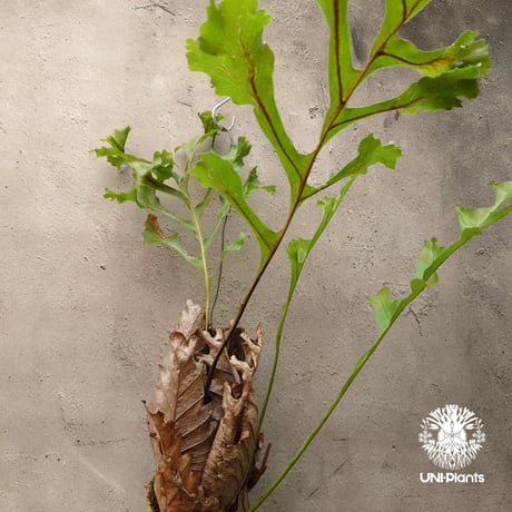 Drynaria bonii ドリナリア ボニー 流木仕立て 観葉植物 珍奇植物 着生植物 インテリア植物 珍しい シダ植物