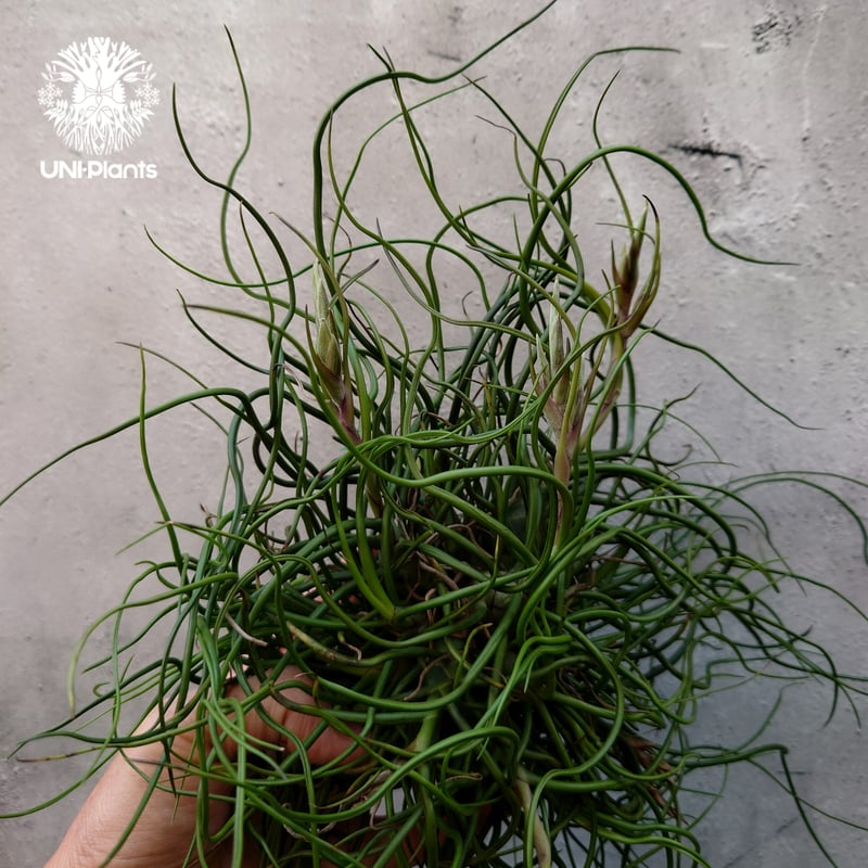 Tillandsia bulbosa チランジア ブルボーサ 大株 インテリア植物