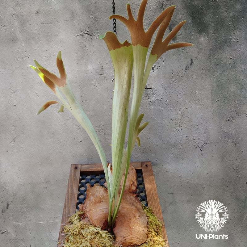 ビカクシダ P.willinckii Cotton Cloud × P.Huldufolk Sporeling【artPLANTs