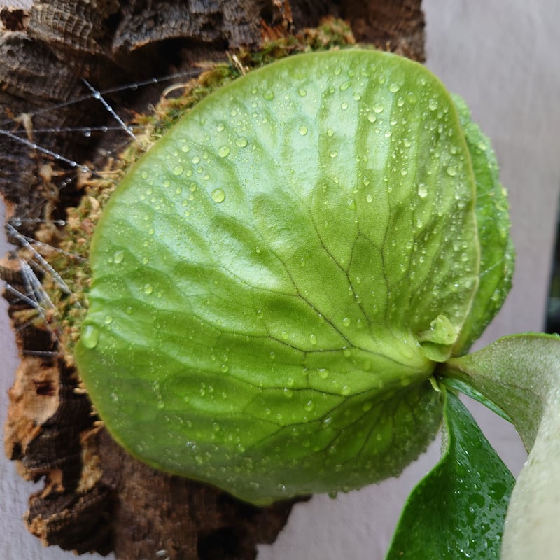 ビカクシダ ホーンズ サプライズ Platycerium 'Horne's Surprise'