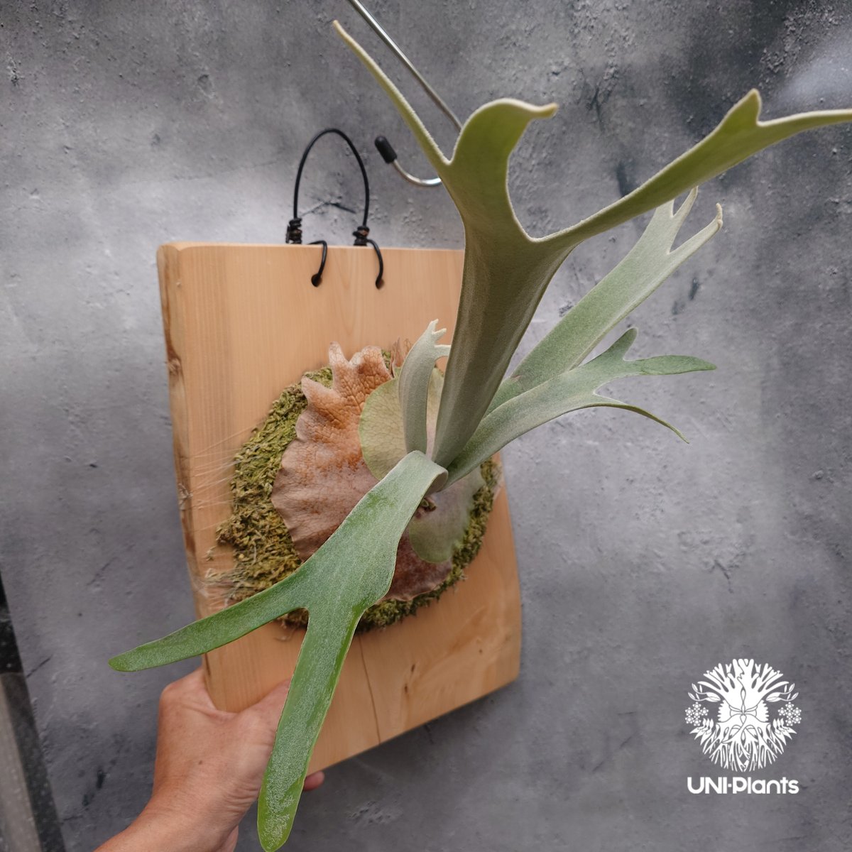 Patycerium veitchii wild ビカクシダ ベイチー ワイルド コウモリラン