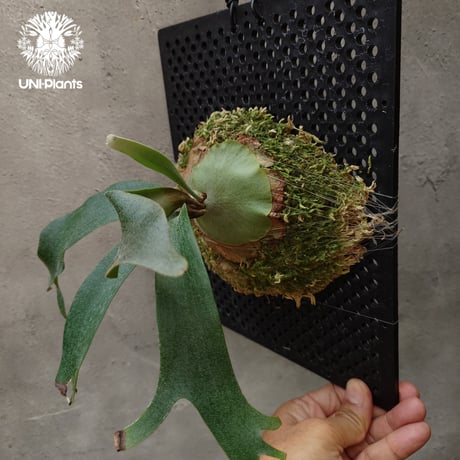 Platycerium Nam Mao(pup) ビカクシダ ナーム マオ(子株) ビカクシダ コウモリラン 希少なビカクシダ
