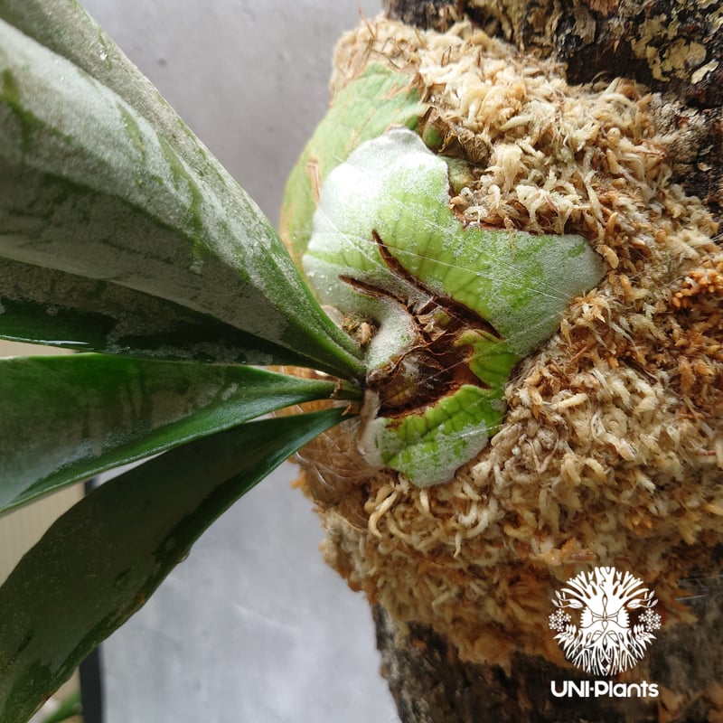 ビカクシダ ビーチー　シルバー　球形基部 緑色 ビカクシダ ビーチー シルバー 球形基部 緑色 ビカクシダ