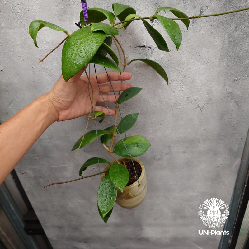 希少! Hoya mindorensis superba ホヤミンドレンシス スパーバ ホヤ植