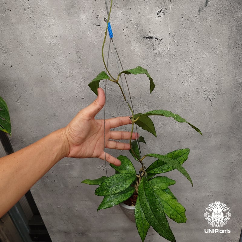 Hoya finlaysonii long leaves ホヤ フィンレイソニー ロングリーブ