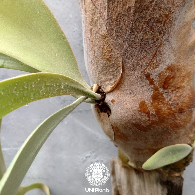 ビカクシダ ウィリンキーcv.インドネシア Platycerium willinckii cv