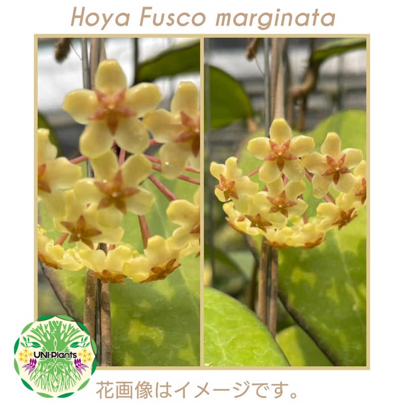 Hoya Fusco marginata ホヤ フスコ マルギナタ ホヤ植物 ホヤの花 観葉