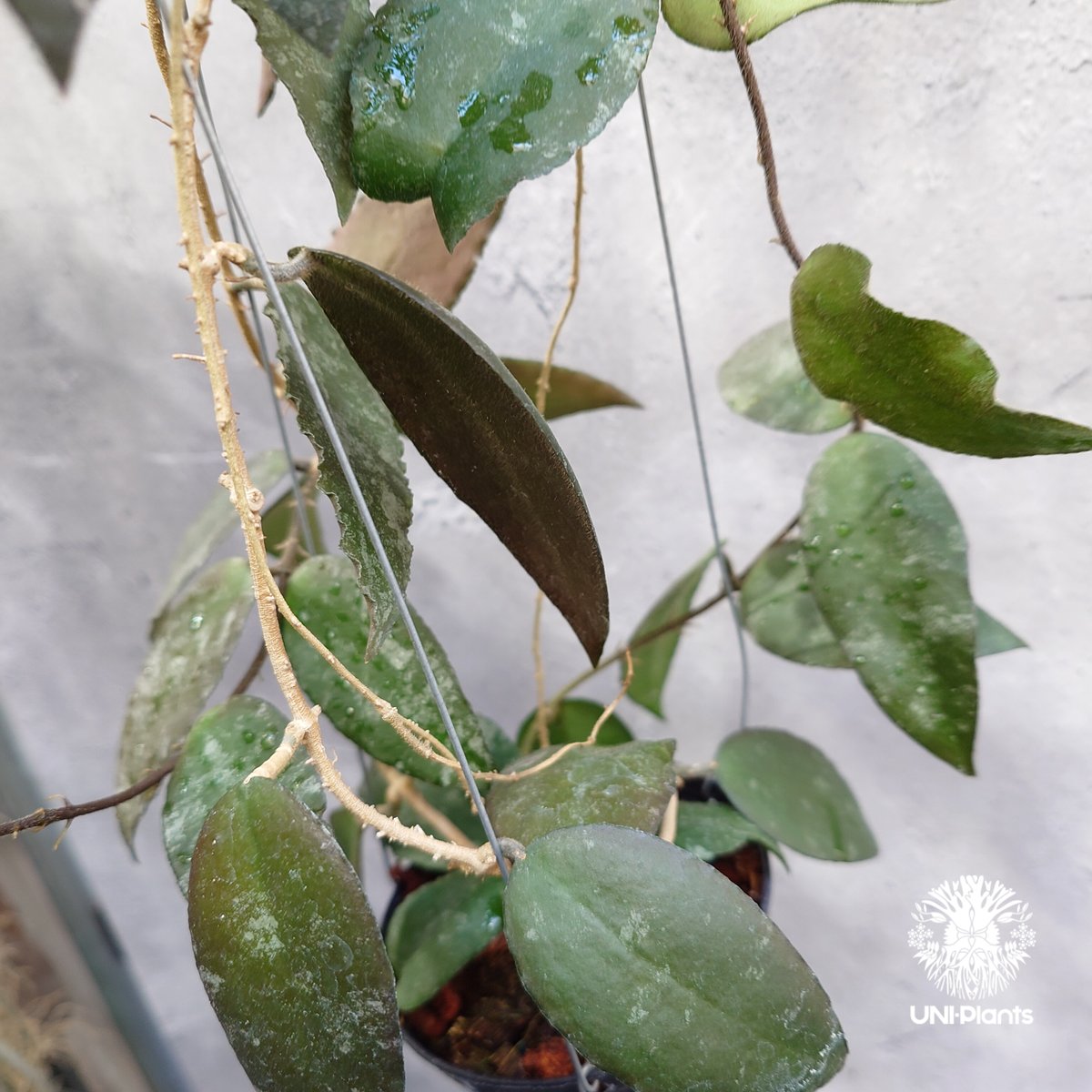 Hoya Caudata ホヤ カウダータ ホヤ植物 珍奇 珍しい 希少 レア つる性