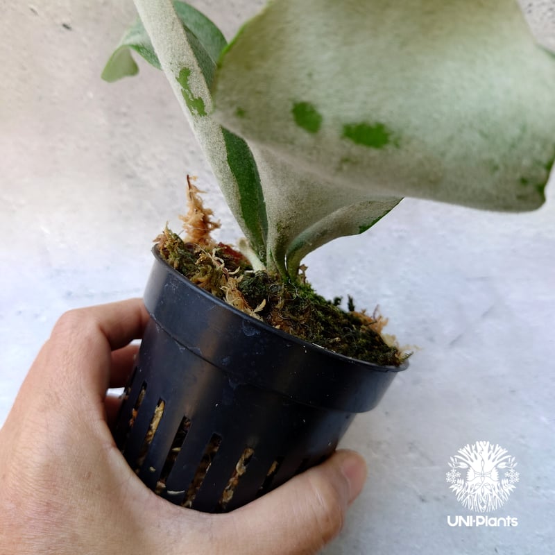 Platycerium willinckii cv Pedro Tatsuta (TC) ビカ Platycerium willinckii cv Pedro Tatsuta (TC) ビカ