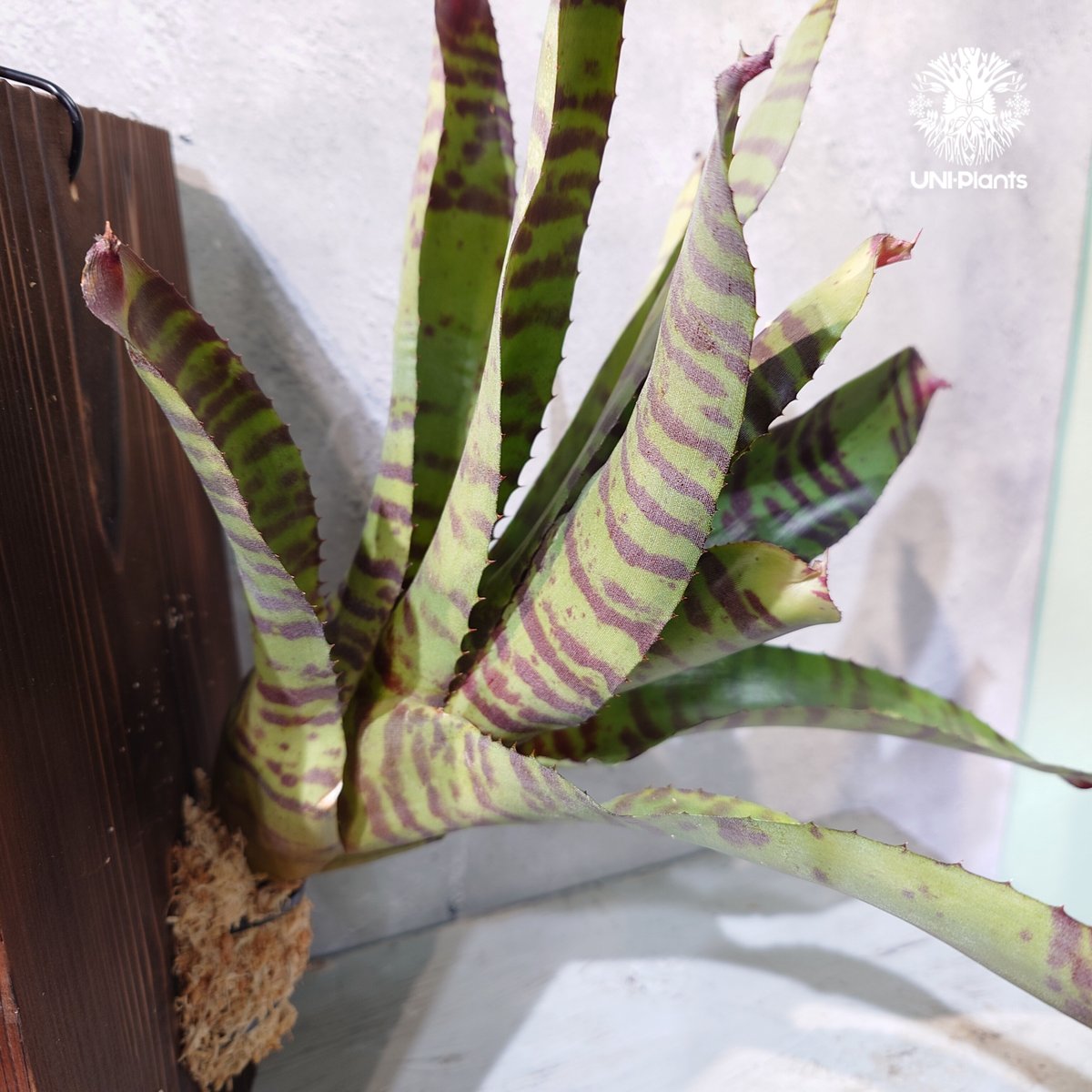 国内繁殖株・一点物】 Neoregelia 'High Voltage' ｜ネオレゲリア