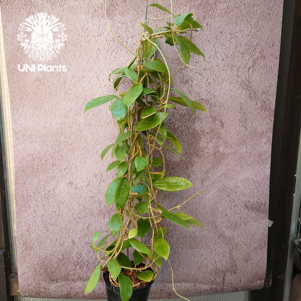 残り1株! 花座付き! Hoya mindorensis lite yellow ホヤ ミン