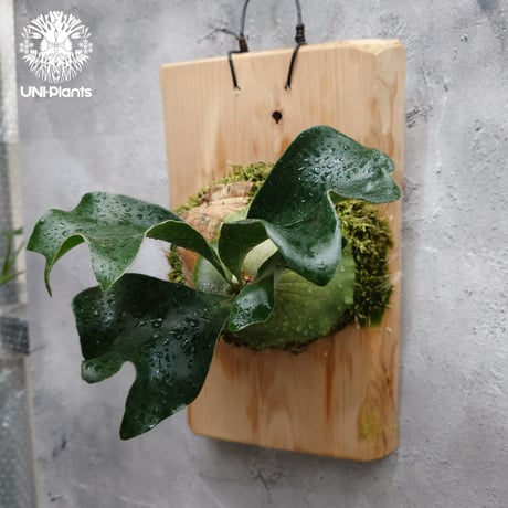 CATEGORY ビカクシダ(Platycerium) | UNI-Plants ビカクシダ、 CATEGORY ビカクシダ(Platycerium) | UNI-Plants ビカクシダ、