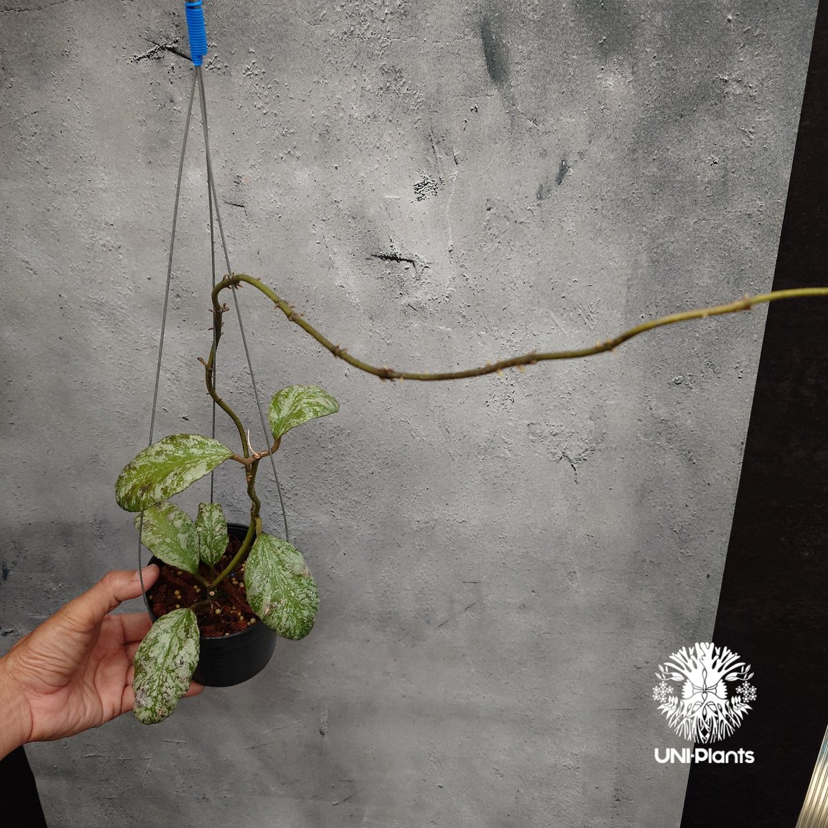 限定1株入荷 Hoya Waymaniae cloudy sky ホヤ ウェイマニアエ クラウ