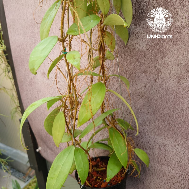 花座いっぱい!! Hoya Parasitica lite pink ホヤ パラシティカ ライ