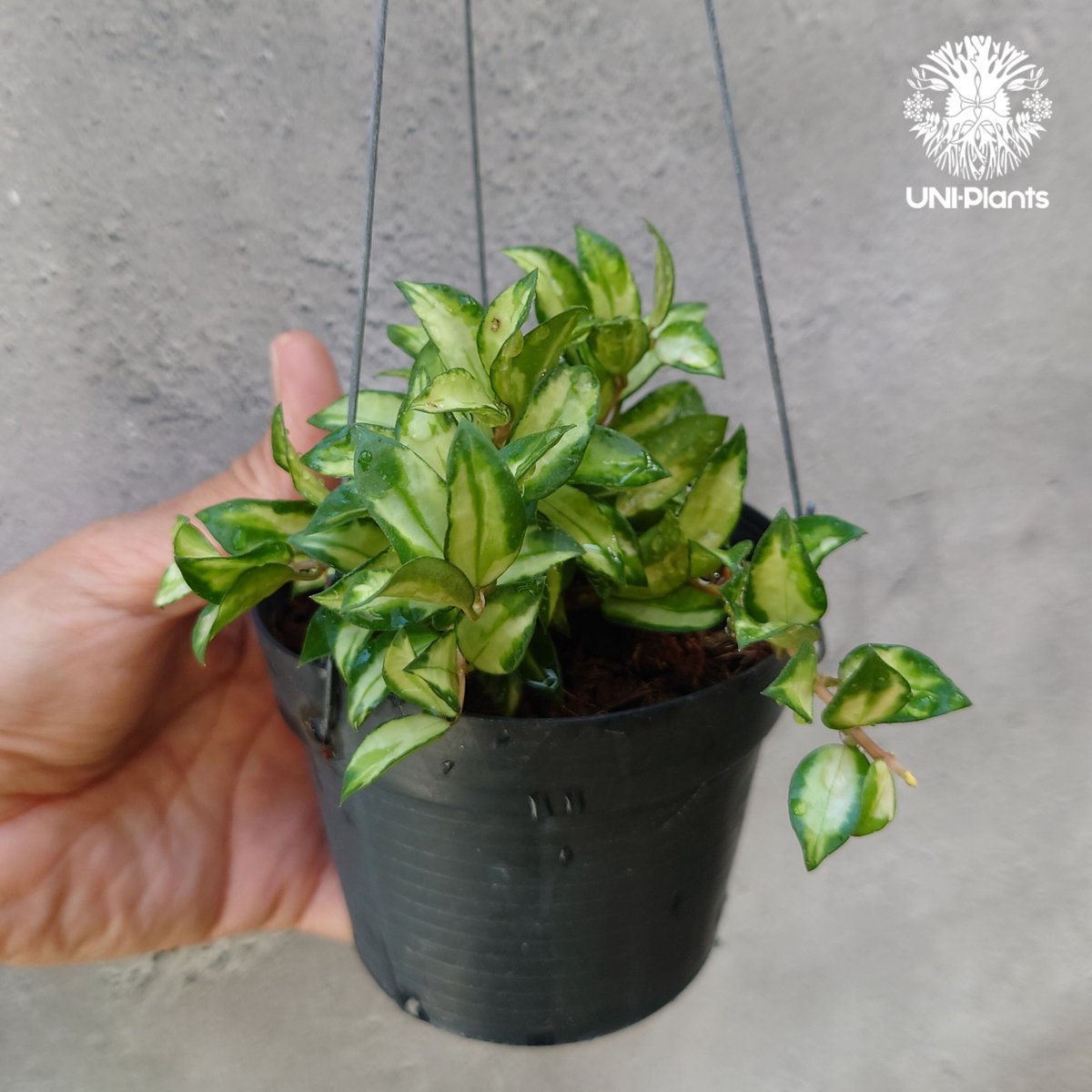 Hoya Lacunosa Bruno ホヤ ラクノーサ ブルーノ 斑入り ホヤ植物 ホヤ