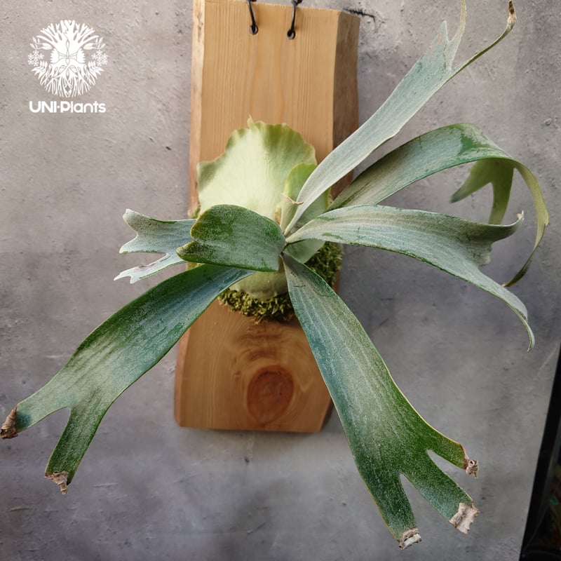 Platycerium White Wing sporeling (P.veitchii x