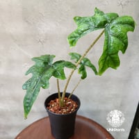 Alocasia jacklyn アロカシア ジャクリン アロカシアジャックリン 観葉植物 珍奇植物 希少 珍しい インテリア植物 アロイド