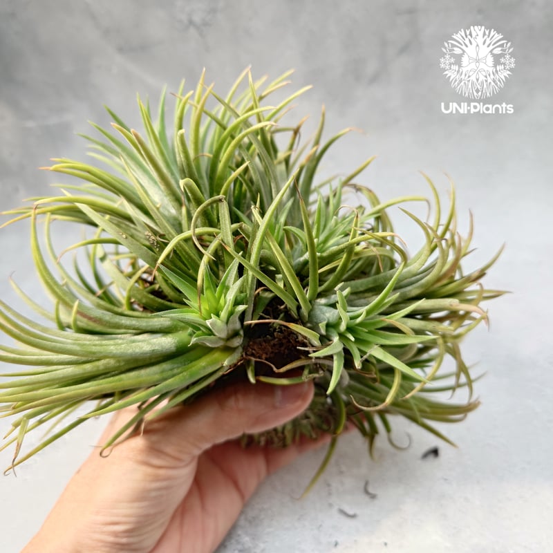 Tillandsia チランジア イオナンタ メタポーン ディライト Tillandsia Ionantha (M) チランジア・イオナンタ Tillandsia