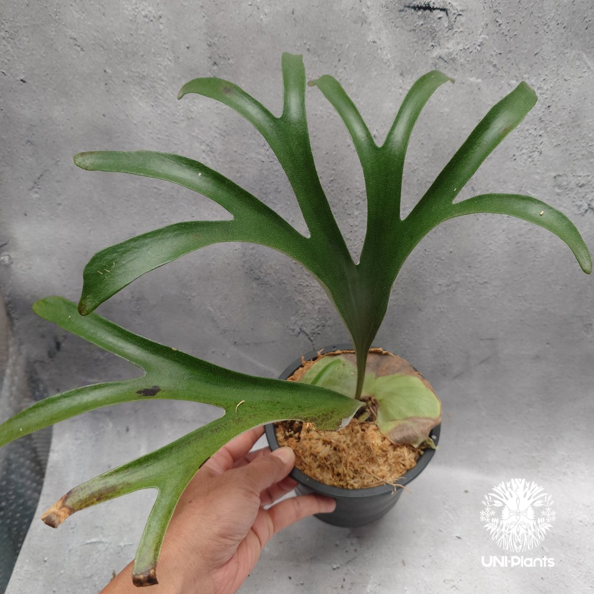 Platycerium alcicorne var.Madagascar ビカクシダ アルシコ