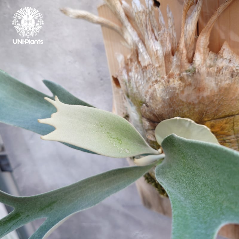 ビカクシダ ベイチー(子株) Platycerium veitchii(pup) コウモリラン