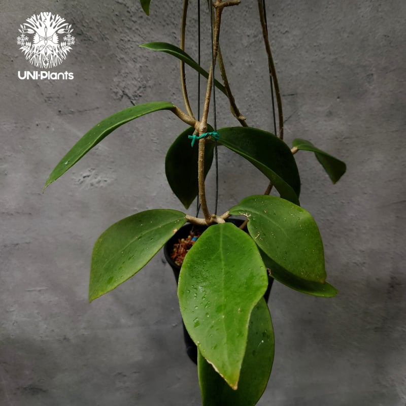 希少! Hoya mindorensis Yellow ホヤ ミンドレンシス イエロー ホヤ