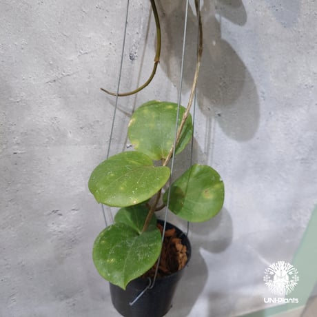 【タイ直輸入・希少】Hoya SS 7-21 ( kerrii x erythrina )｜ホヤ SS 7-21 ( ホヤ カーリー × ホヤ エリスリナ )｜珍品・ホヤ植物・つる性植物