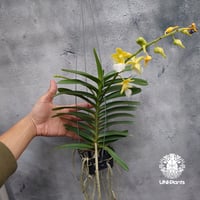 Aeridovanda Kasorn's Orchid Tactic 着生蘭 着生ラン 蘭の花 Orchid 着生植物