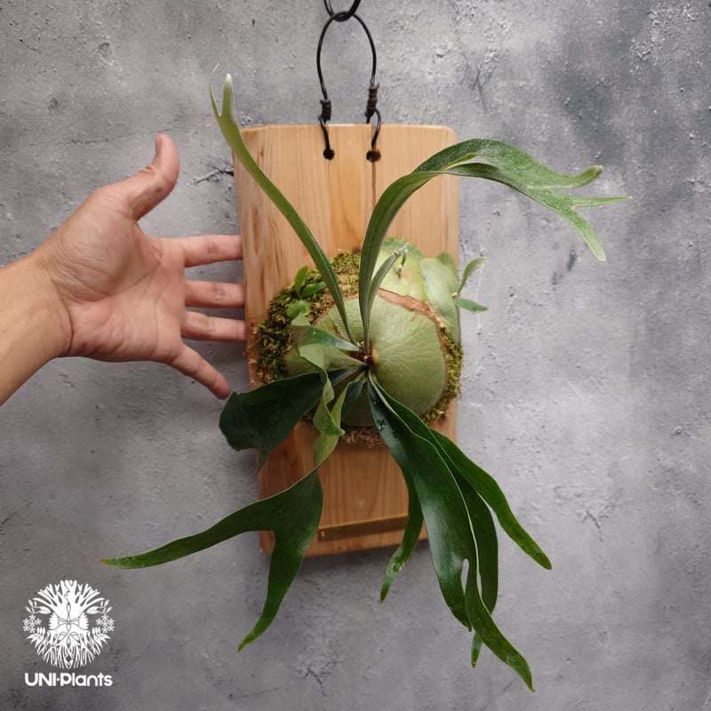 Platycerium Bifurcatum cv.Ziesenhenne ビカクシダ ジーゼ