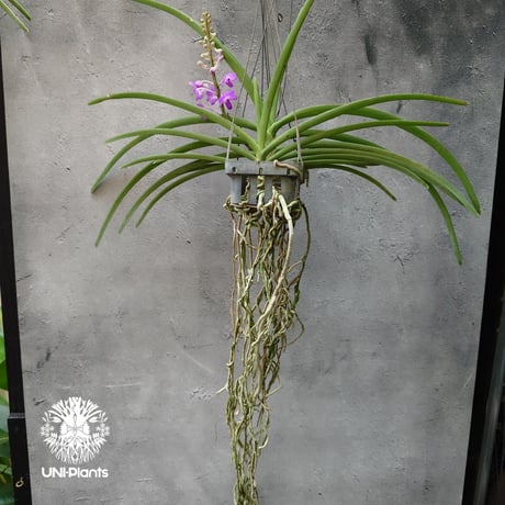 Rynchodenia Magic Wand リンコデニア マジック ワンド 着生蘭 ラン 蘭 花が綺麗な洋ラン