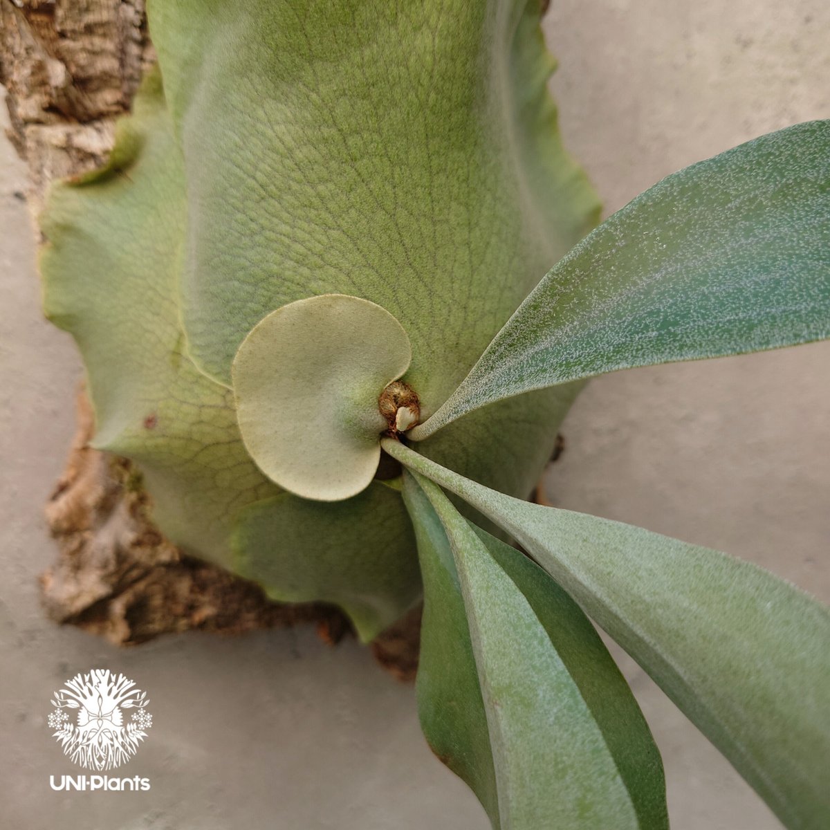 Platycerium hillii cv. Nampu ビカクシダ ヒリー cv. ナンプー Platycerium hillii cv. Nampu ビカクシダ ヒリー cv. ナンプー