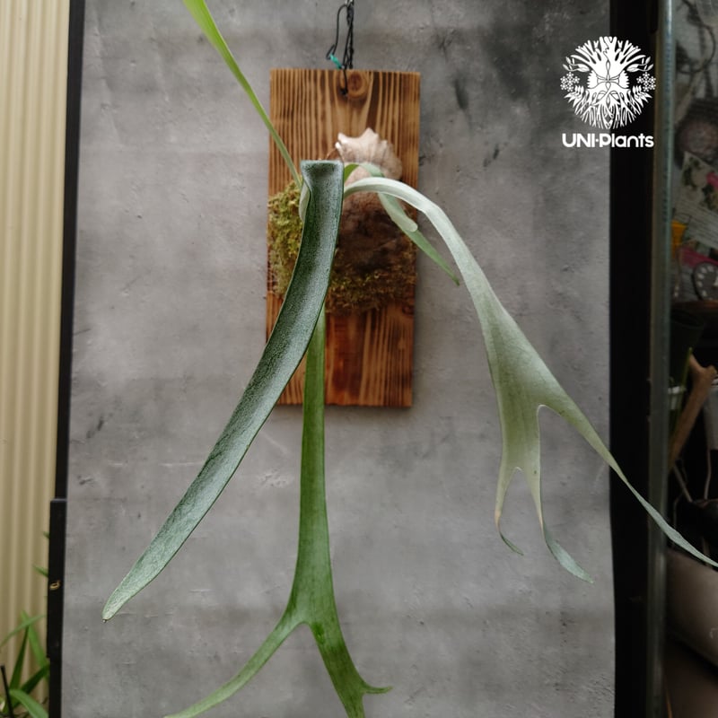 Platycerium Blue vista ビカクシダブルービスタ ビカクシダウィ