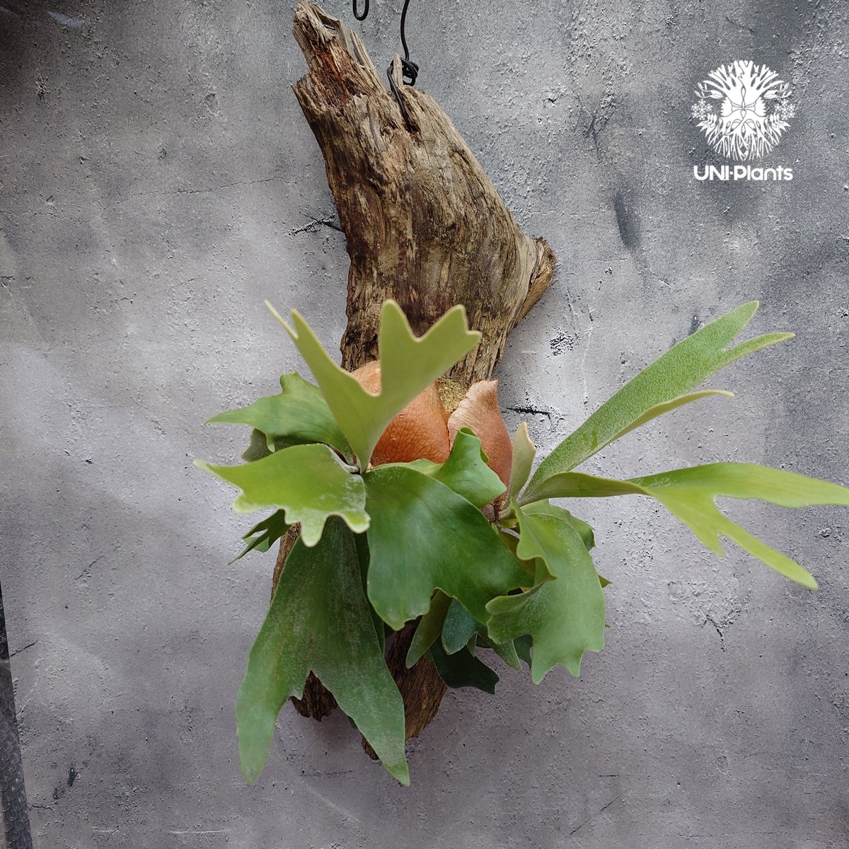 Platycerium sp.(spore) ビカクシダ スポア ビカクシダ シダ植物 ビカ