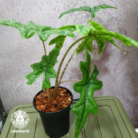 Alocasia jacklyn アロカシア ジャクリン アロカシアジャックリン 観葉植物 珍奇植物  希少 珍しい インテリア植物 アロイド