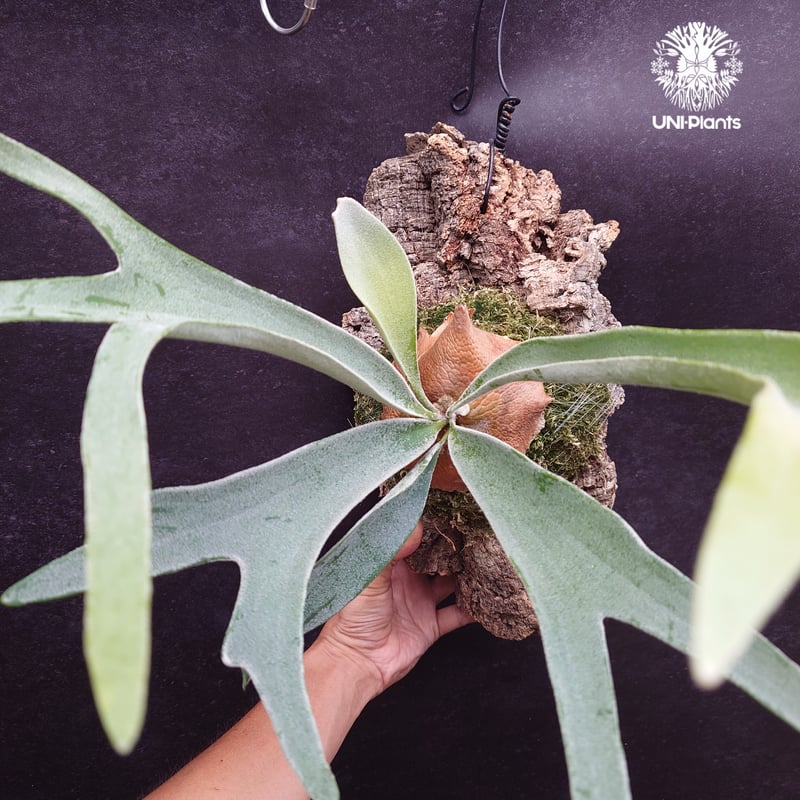ビカクシダ ベイチー(子株) Platycerium veitchii(pup) コウモリラン