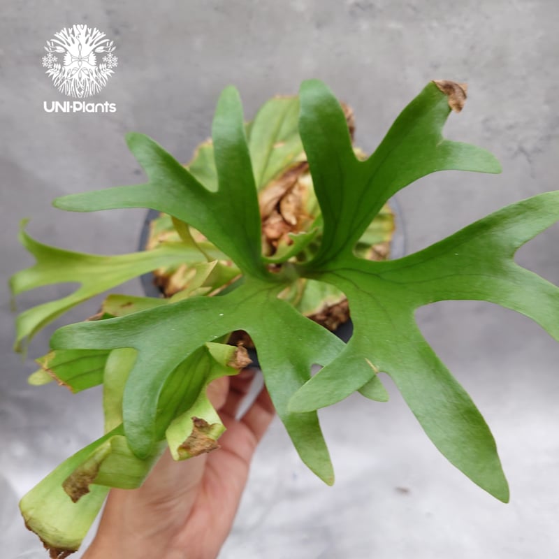 Platycerium kitshakood 