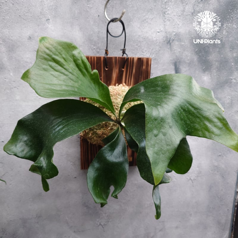 Platycerium hillii 'TT1' ビカクシダ ヒリー Platycerium