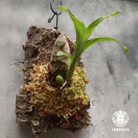 Catasetum Taiwan Yellow Diamond カタセタム タイワンイエローダイヤモンド orchid 洋ラン 洋蘭 タケノコ蘭