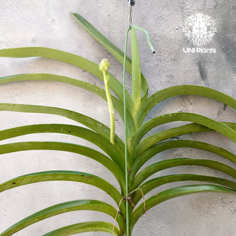 洋蘭　バンダ　２本 楽天市場】洋ラン バンダ 苗の通販